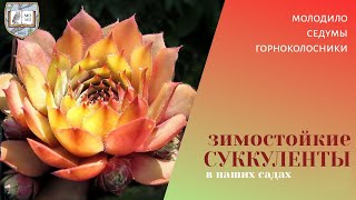 Зимостойкие суккуленты в наших садах - молодило, седумы, горноколосники