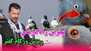 بهترین راه درمان ریزیش زکام کفتر/ عبدالباقی سلطانی 032 Afghan Shawqi