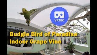 Magical Flowering Budgies Bird of Paradise Indoor Grape Vine Avery Flying Fun in VR 3D 180 UK