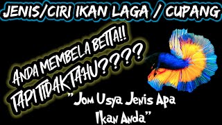 Jenis Ikan Laga/Cupang (Ciri Ekor) | BETTA INFO