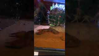 Pet Shop Scorpions 🦂 👌💖💙💜💚💛❤️👍🧡| Kellyville pets Sydney | pets, pet animals #cute #subscribe #shorts