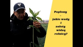 Poplony - jakie wady i zalety widzą rolnicy? Co z ekoschematami?