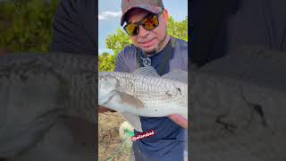 Fishing for black and red drum fish! In Tampa, Fl ➡️              If you want to se more SUBSCRIBE!