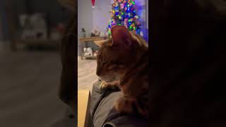 Subscribe please , Magnus the Bengal cat fell asleep after head scratches