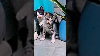 Cuteness overloaded #cat #kittty #cutecat #cute #funnykittens #catlover #shortsvideo