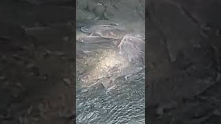 malalapad na tilapia #hectortvvlogs #shorts #shortsviral #shortsvideo