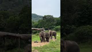 Hello, beautiful elephants!❤️ #shorts #samuielephanthaven #elephant