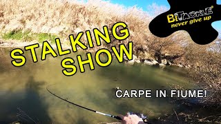 BETACKLE * STALKING SHOW * carpfishing, carpe in fiume!