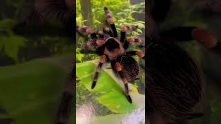 Tarantula transformation - Brachypelma Hamorii(Mexican Red K￼nee)