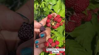 Colorful and Sweet Summer Berries #organicfarming #gardentime #berries #fresh   #picked