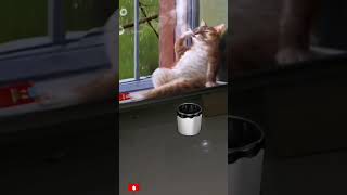 Cat dog smpking funny videos, new animals funny  @Mrbeast#viral#shorts#cat#dog