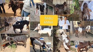 HYDERABADI GOATS🐐ONLY FOR SHOW