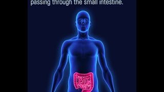 Location and Function of the Lacteals in the Small Intestine