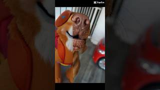 Vizsla v Paw Patrol #shorts #dog #funny