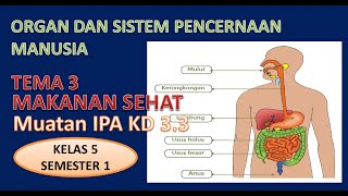 ORGAN DAN SISTEM PENCERNAAN MANUSIA #organdansistempencernaanmanusia #tema3kelas5 #dadangwahyudin