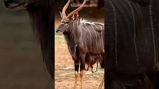 Beautiful Young Nyala Antelope #nature #shorts