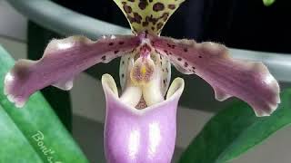 British Orchid Council