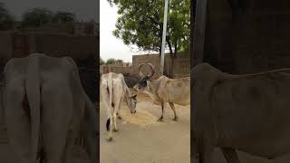 Beautiful Cows Eating Dried Grass