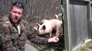 How to Run Electric Pig Fencing at Heritage Farm Maine Part 2 Insulators