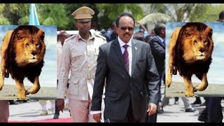 Shacabka Muqdisho oo ku dhaqan ayaa qabtay Munaasibad taageero loogu muujiyey Madaxwayne Farmaajo,