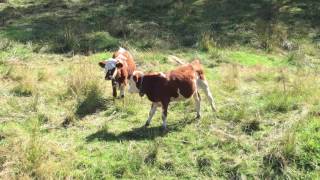 Cows with Bells on German-Swiss Border