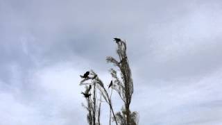 Sulfur crested black cockatoos (slow motion)