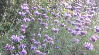 Salvia clevelandii - Cleveland Sage