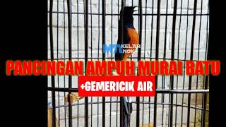 PANCINGAN DAN TERAPI AMPUH MURAI BATU + GEMERICIK AIR