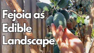 How to Grow Feijoia (Pineapple Guava) as Edible Landscape + Taste Test!