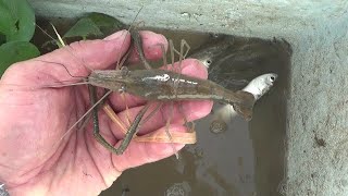 técnica para pescar camarón en arroyos - pesca nocturna de pargos