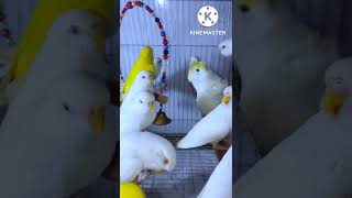 Wonderful Albino, Lutino & Japanese budgies.