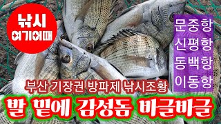 발 밑에 감성돔이 바글바글.기장권 방파제 곳곳 낚시 광경 스케치 /부산 기장 도보권 방파제 갯바위 생활낚시/바다낚시 파도소리ASMR/취미낚시