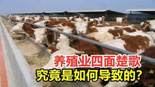 肉类价格一路崩盘，养殖业四面楚歌，究竟是如何导致的？