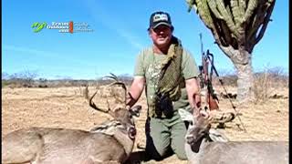 Coues Deer Sonora Mexico Joe 1