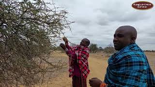 An Escorted Nature Walk At Porini Amboseli Camp, Selenkay Conservancy