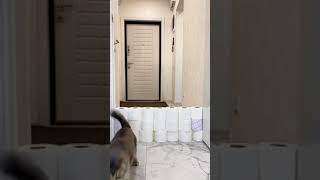 #наспорте #toiletpaperchallenge #tiktokcat