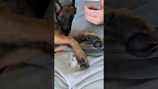 Belgian Malinois puppy having cuddles 🥰🐶