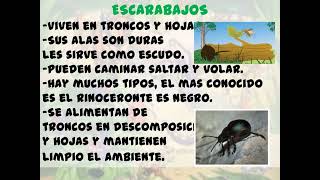 Los insectos para infantil