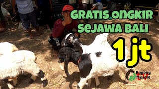 1 juta sampe rumah se jawa bali