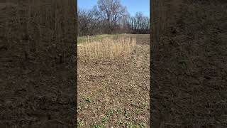 It's Spring! The Easiest Way to Check if your Switchgrass is Growing.