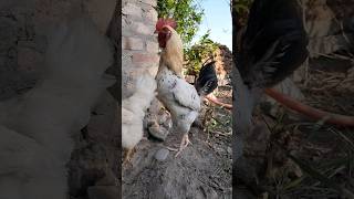 HD Rooster Vlog 🐓 Murga