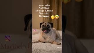 Pug solo duerme 😴 #foryou #pug #funnyanimal #pugspugspugs #funnydog #pugmemes #pugcentral #funnypet