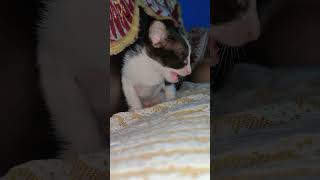 Kitty cat #viral #cats #catvideos #catshorts #shortvideo #short #shorts #yiutubeshort