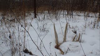 EARLY IOWA SHED HUNTING - 2018