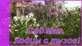 Цветущая сирень  - "козырь" сада соседки  - тезки! Подмосковный сад в мае.