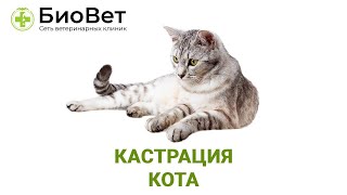 Кастрация кота