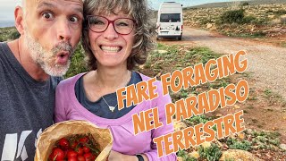 Fare foraging nel paradiso terrestre #elafonisi