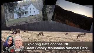 Exploring Cataloochee, NC - Elk and Views and Historic Buildings - Oh My!