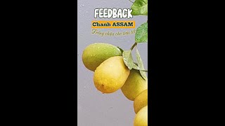 Feedback Chanh Assam từ khách hàng nhà Hoàng Long Garden