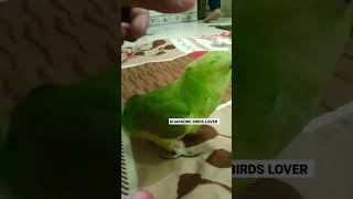 Parrot Chirping #youtube #viral #youtubeshorts #khargonebirdslover